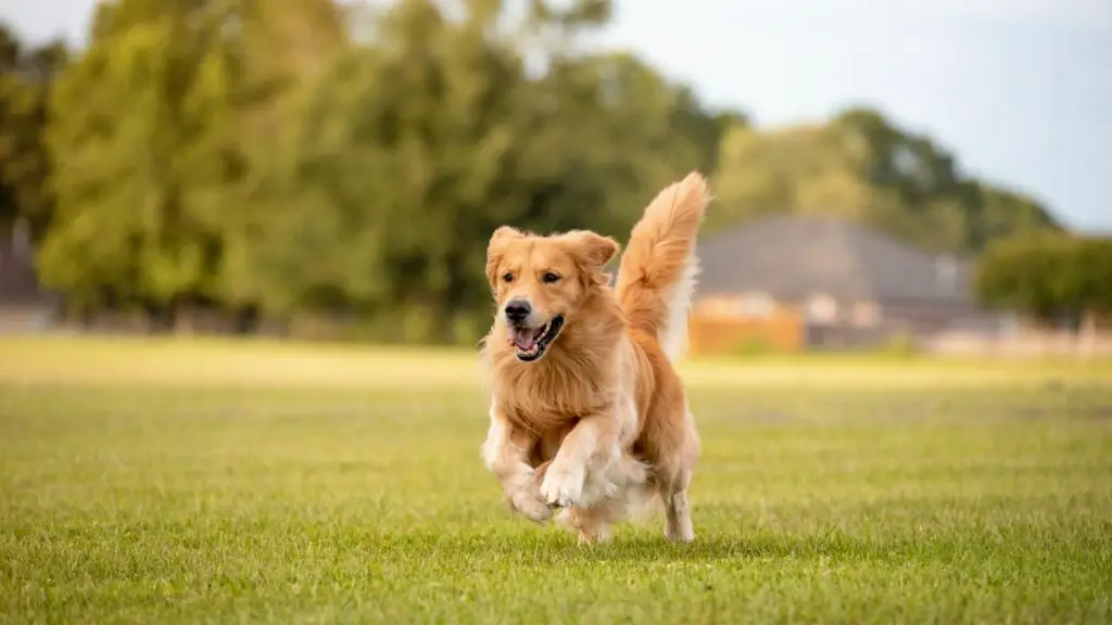 Temperamento del Golden Retriever