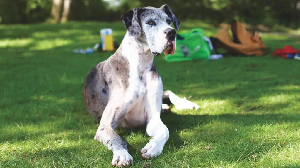 buoni animali domestici per gli adolescenti
