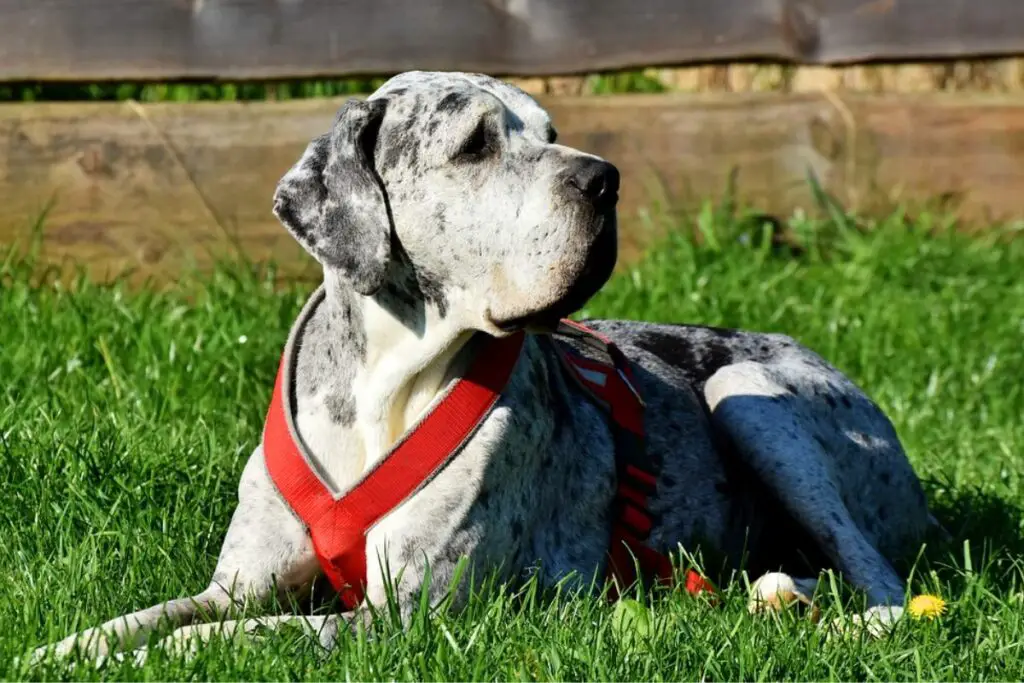 Cani da guardia per introversi