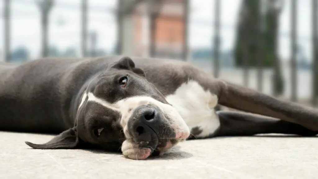 perchè i cani dormono a testa in giù?