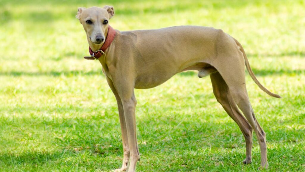 cibo per cani mangiatore schizzinoso
