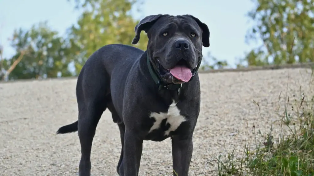 Cani da guardia per la sicurezza