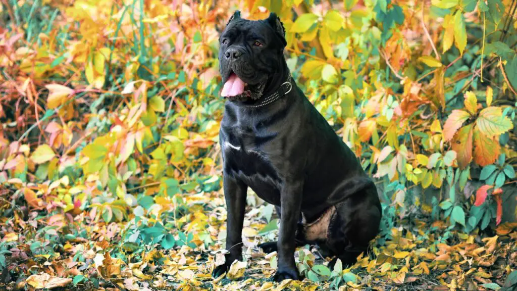 temperamento del cane corso anche temperato