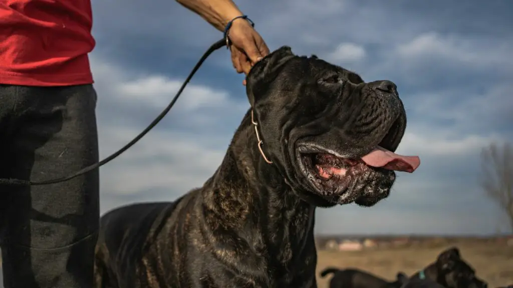 sono cani corsi di canna buoni cani di famiglia