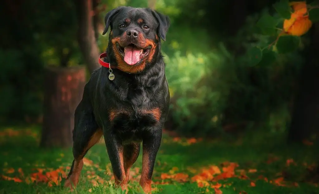 Razze di cani per la sicurezza domestica