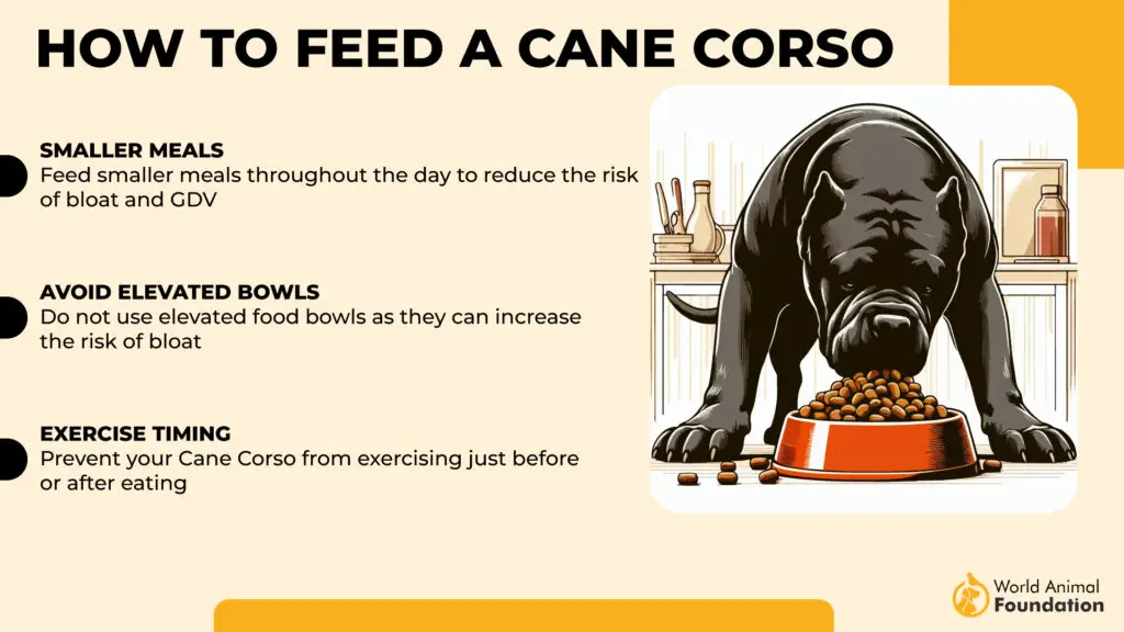 Come nutrire un cane corso