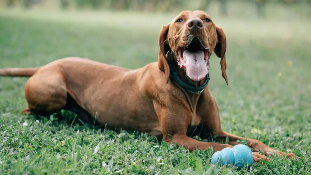 razze di cani più bisognose
