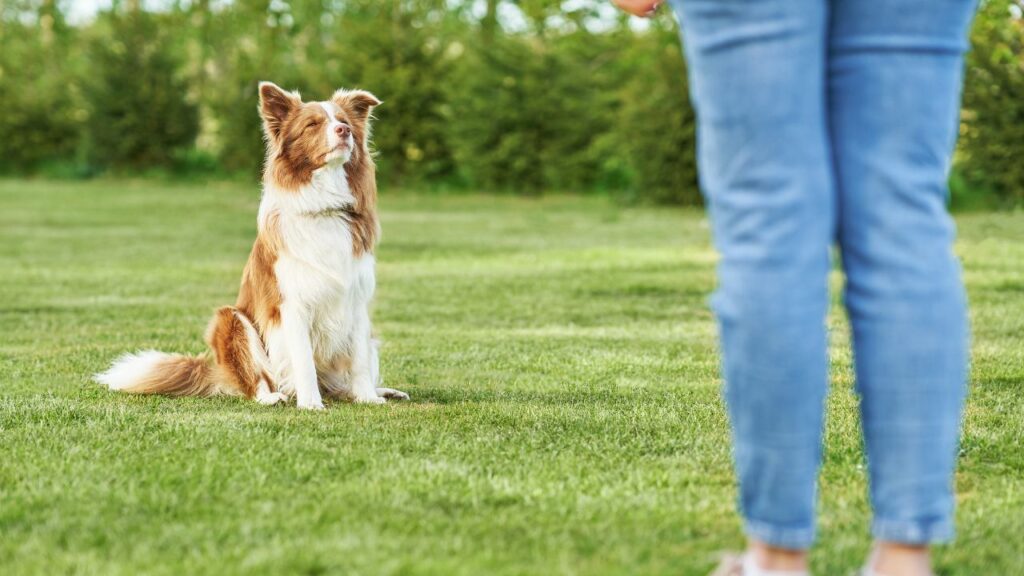 sono border collie protettivi nei confronti dei loro proprietari
