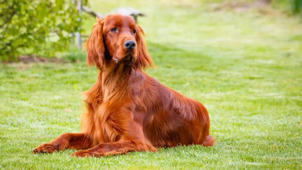 perché i cani ci amano incondizionatamente
