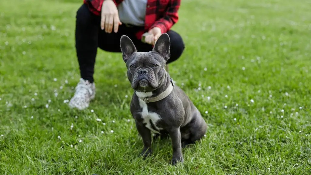 è un bulldog francese adatto a me