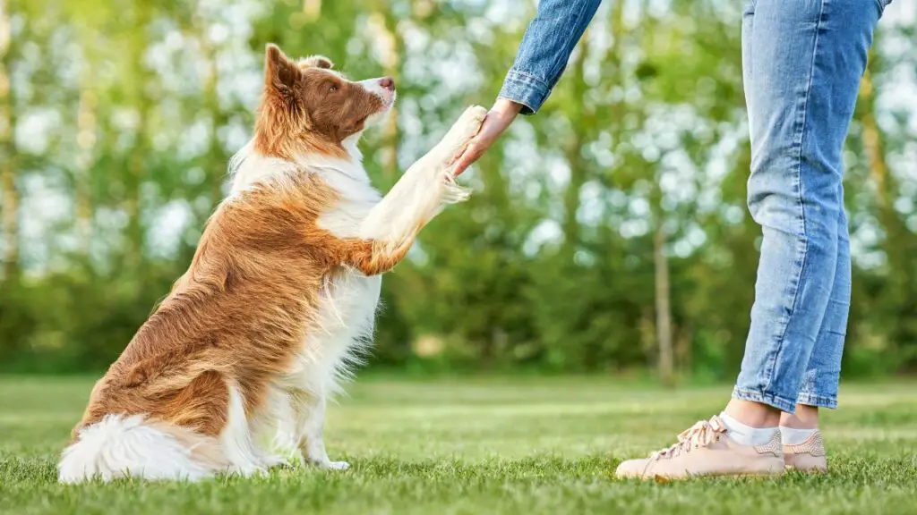 sono fedeli ai border collie
