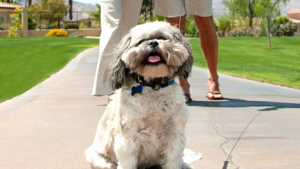 Lo Shih Tzu è il cane giusto per te