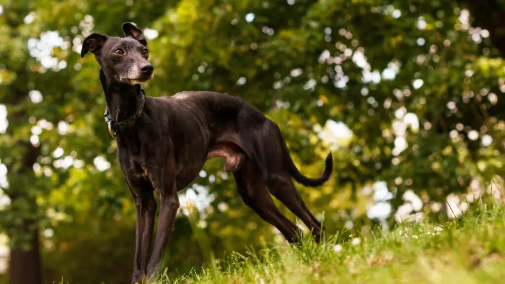 cani e amore incondizionato
