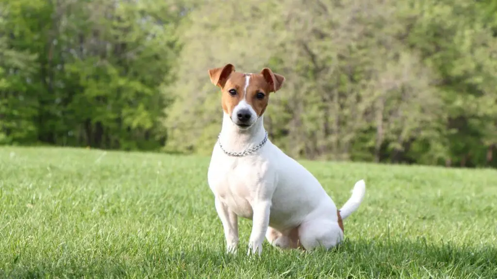 razze di cani più difficili
