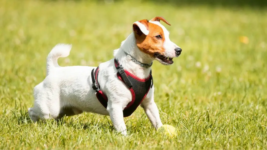 buoni cani con cui correre
