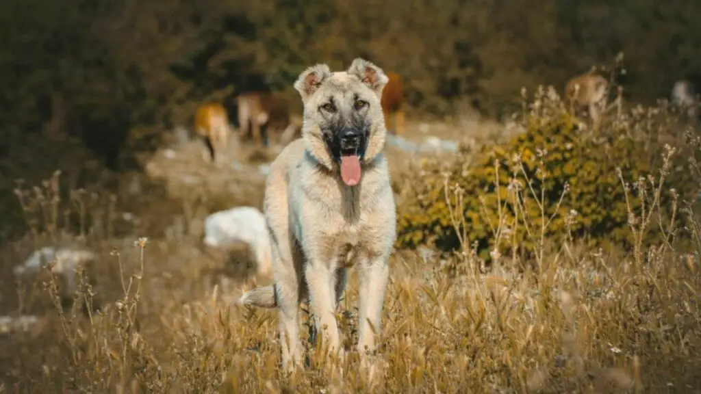 Cani da proteggere dagli animali selvatici