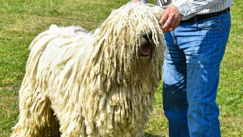 i migliori cani da guardia per la vita rurale