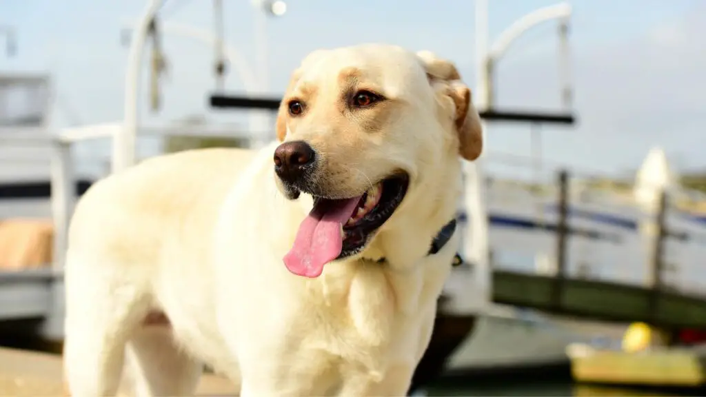 qual è la razza di cane più affettuosa
