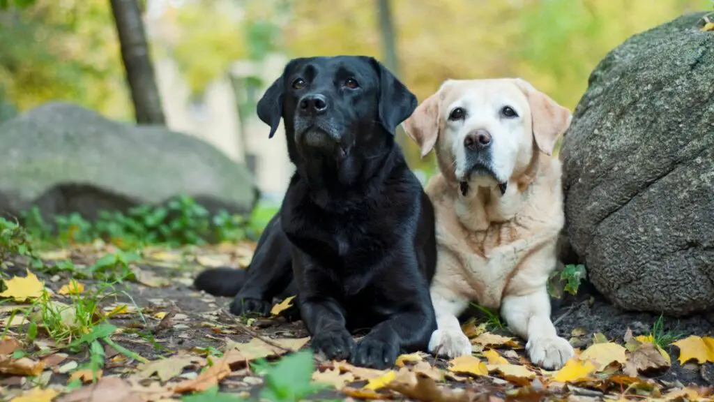 tipologie di retriever