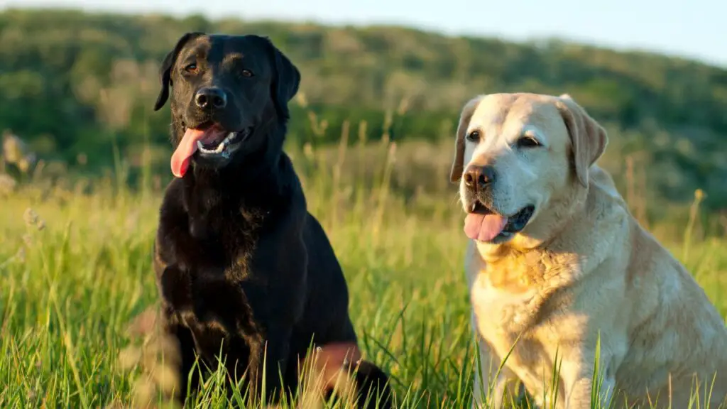 cosa sono i cani allergici al cibo
