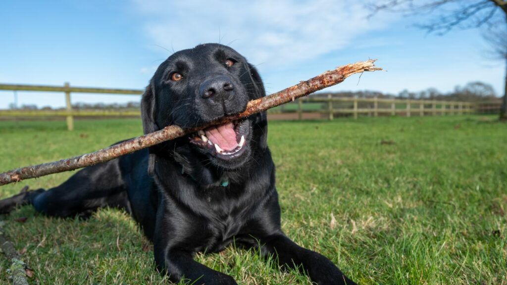 razze di cani più belle