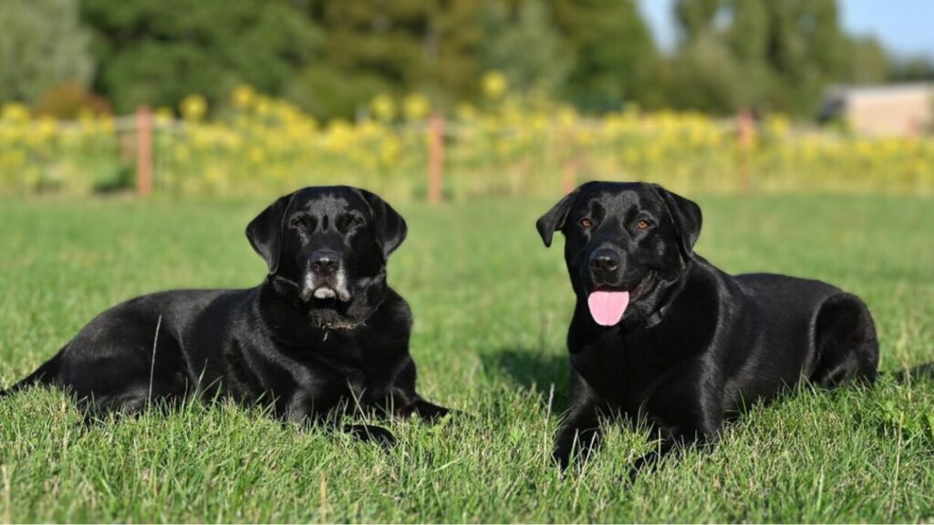 razza di cane boomer
