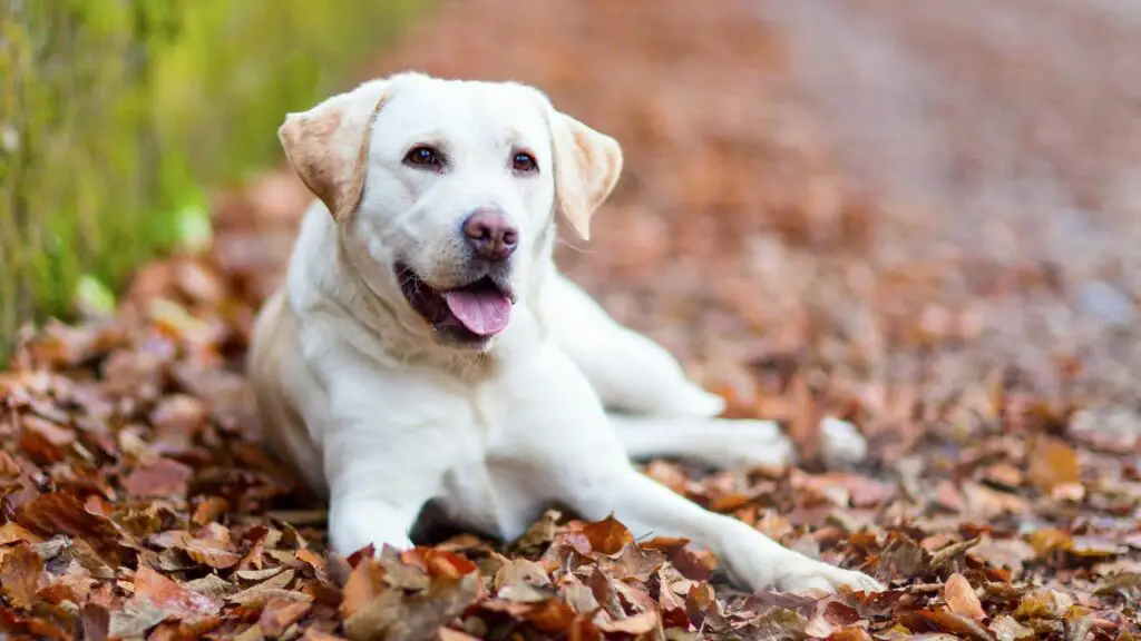 sono cani emotivamente intelligenti