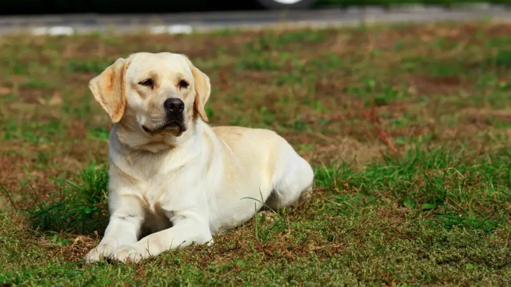 razze di cani calmi e coccolosi
