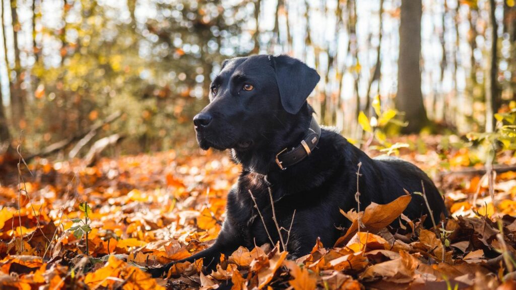 miglior cane per la protezione della natura selvaggia
