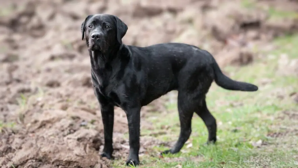 i migliori cani per la tracciatura del sangue di cervo
