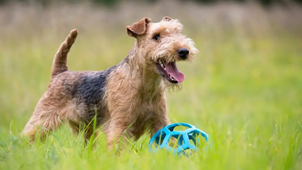   razze di cani da caccia