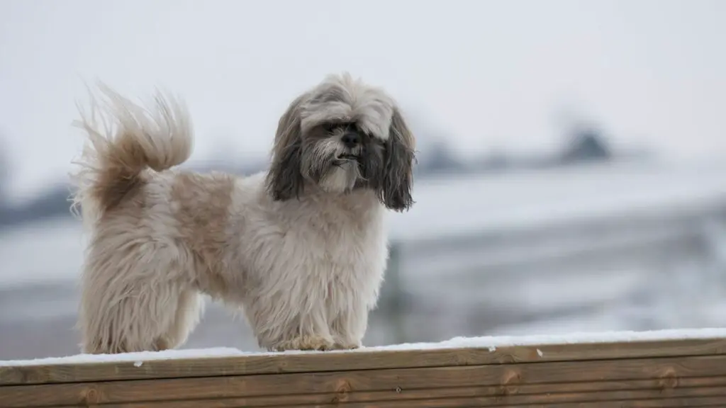 DNA del lupo shih tzu
