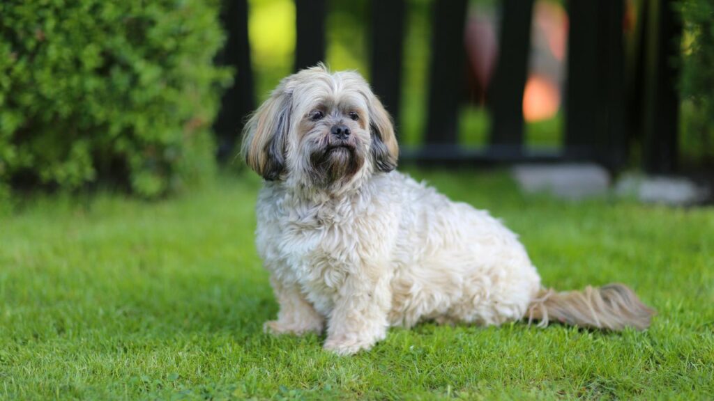 razza di cane con la longevità più lunga