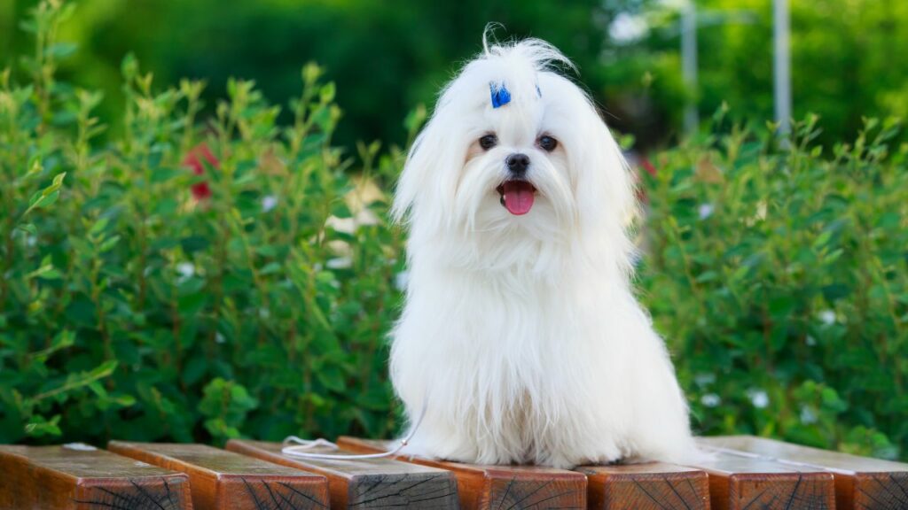 miglior cane per la vita in città