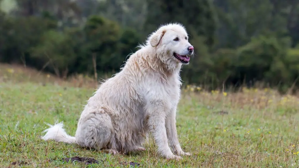 le migliori razze di cani da guardia per la vita rurale