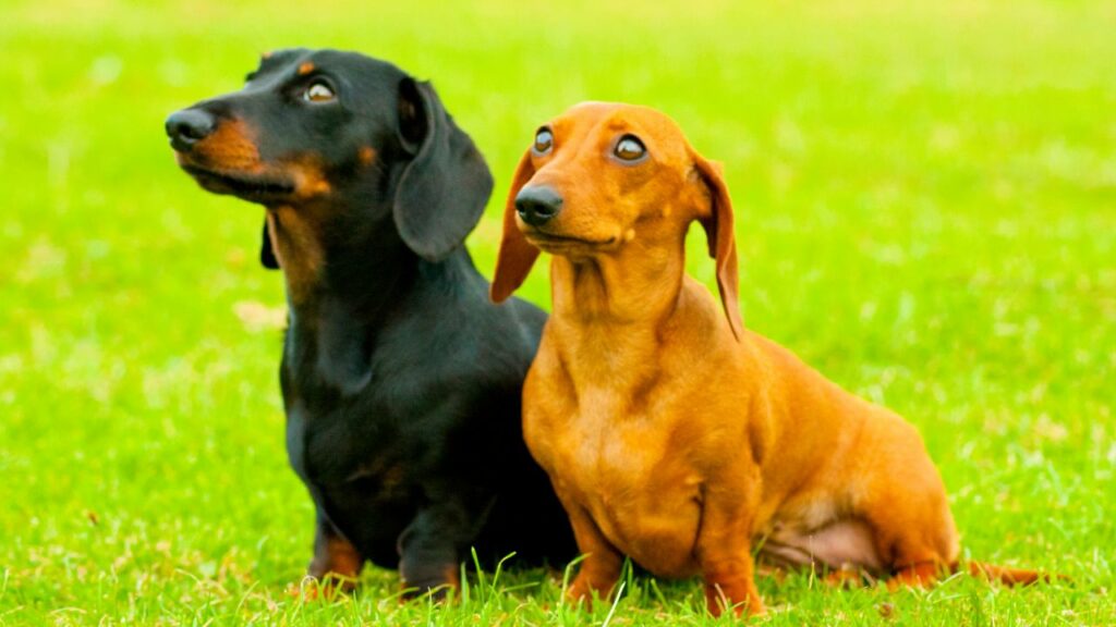 piccoli cagnolini