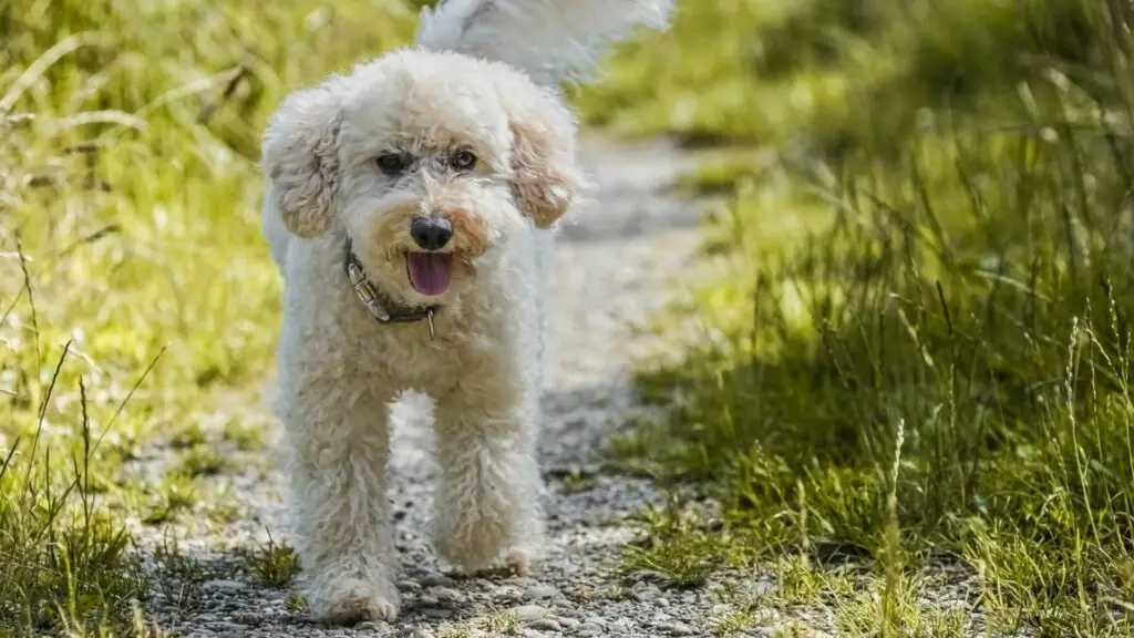 razze di cani più amichevoli