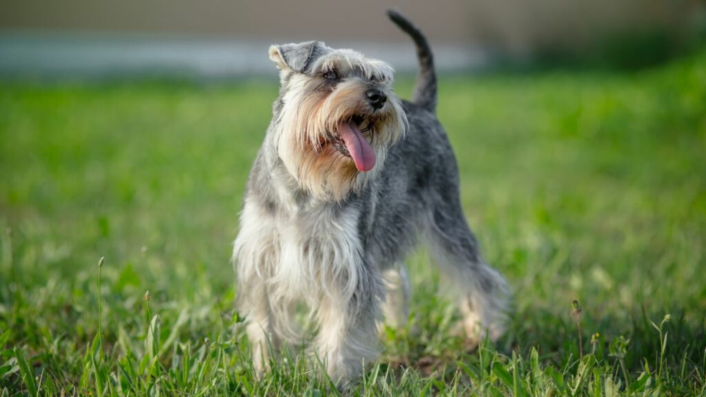 25 razze di cani che vivono più a lungo