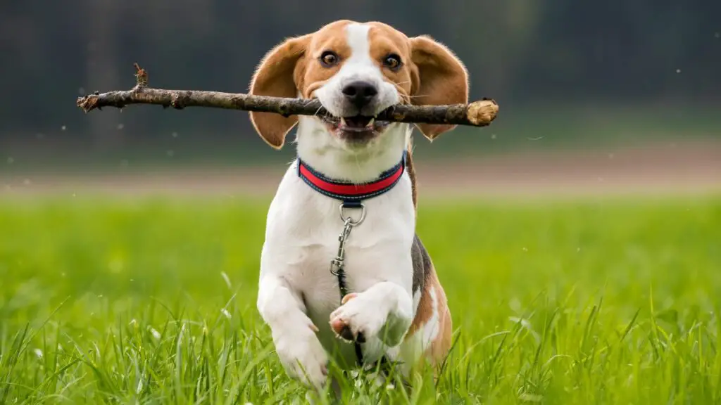 La razza di cane più adorabile