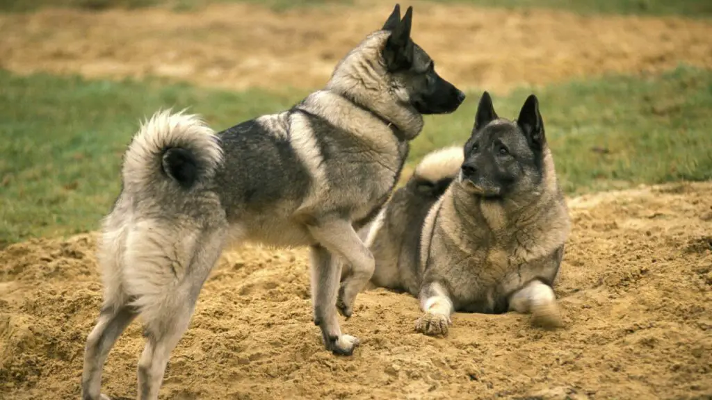 i migliori cani per vivere nei boschi
