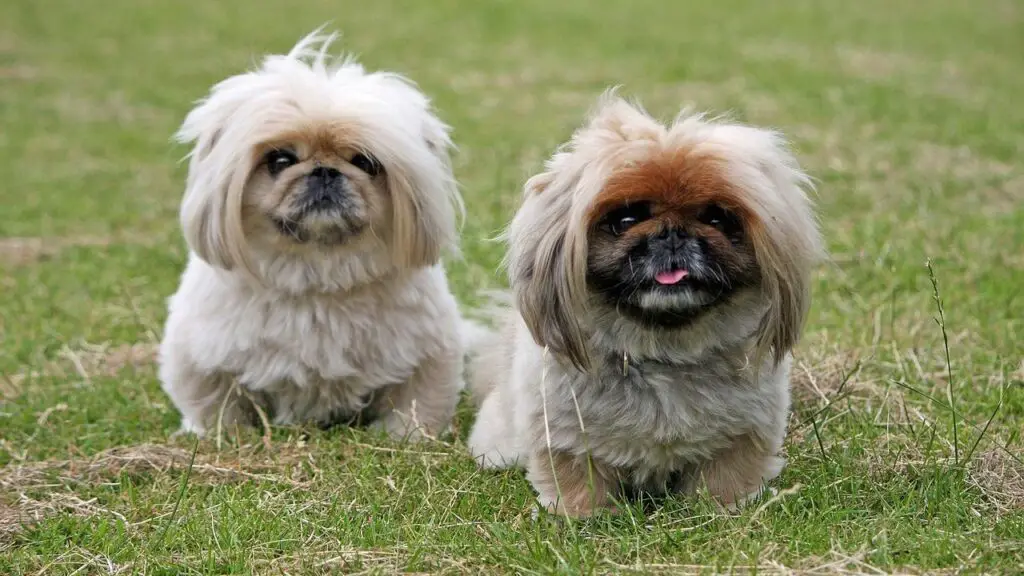 quali cani hanno bisogno di più esercizio
