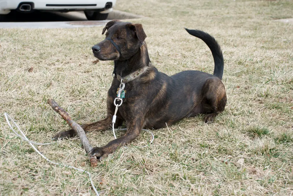 quanto diventano grandi i coonhound