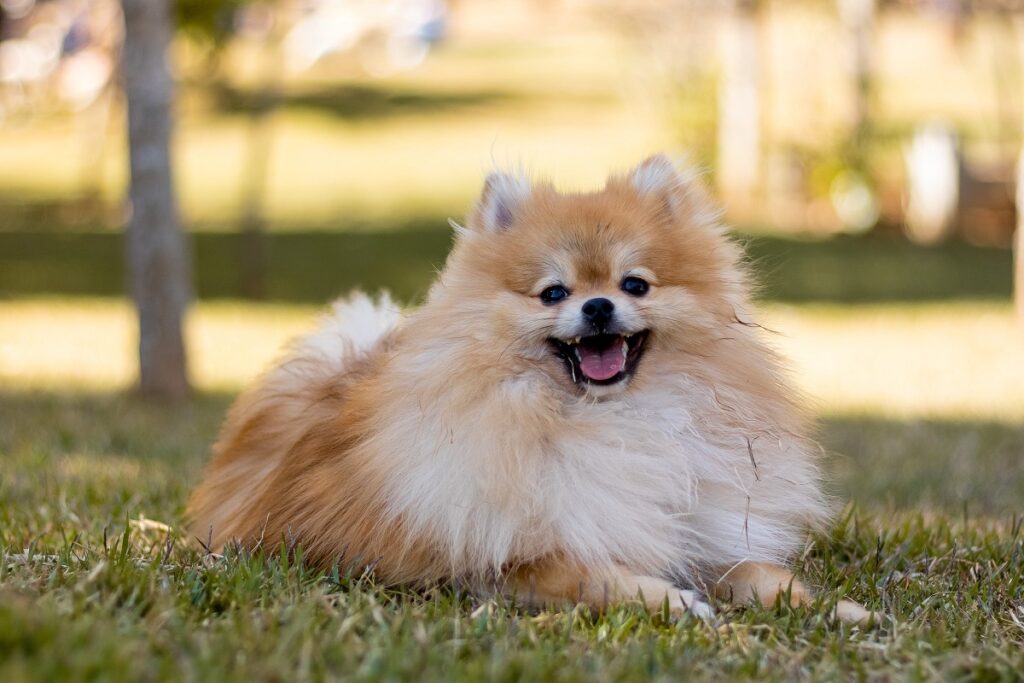 quale cane assomiglia a un leone