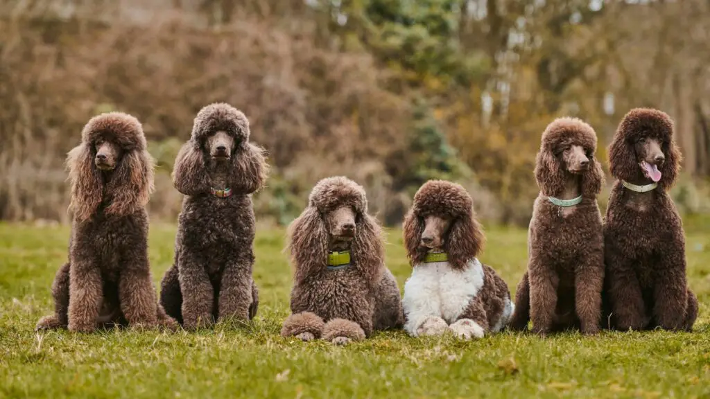 come fa un cane a prendersi il cancro?
