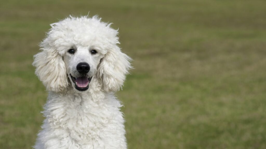 Cane più incline a problemi agli occhi 