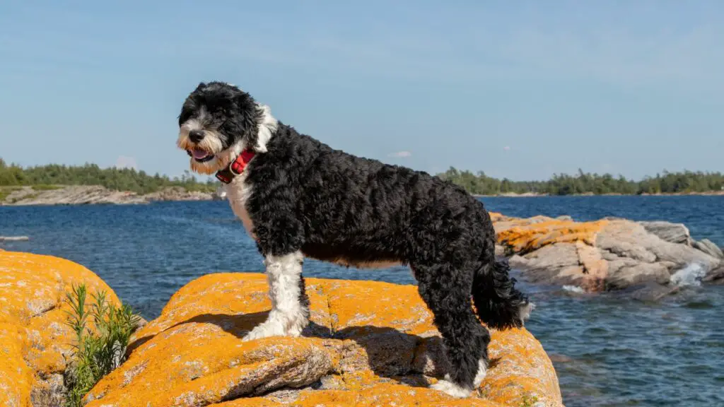 razze di cani adolescenti
