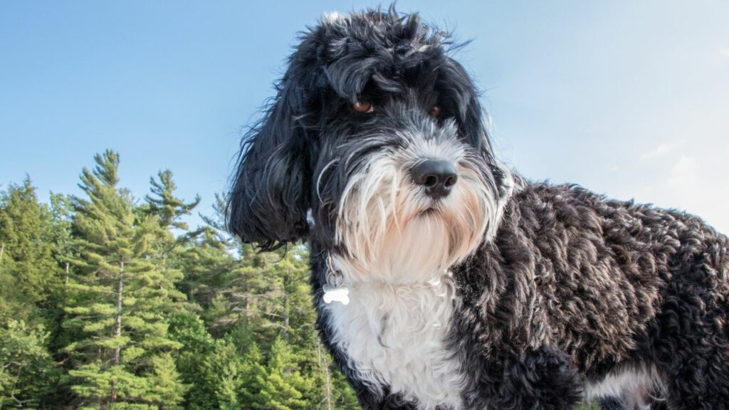 Qual è il miglior cane per le escursioni?
