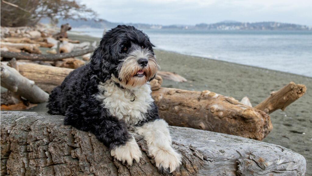 razze di cani a pelo lungo