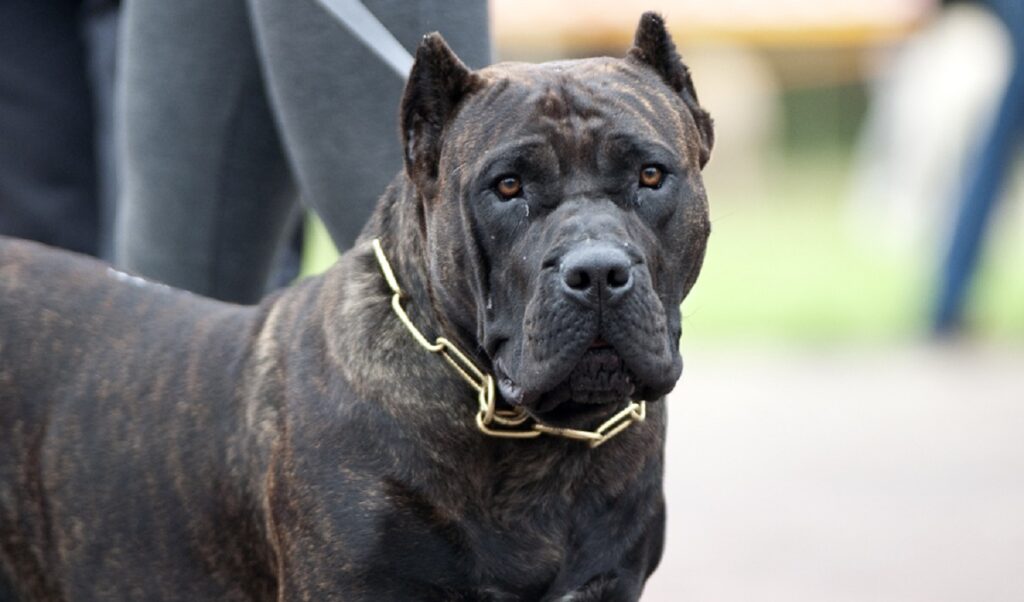 razza di cane più aggressiva
