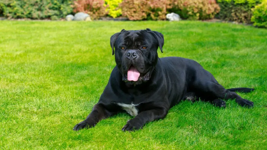 sono cani corsi buoni con altri cani